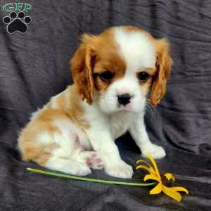 Miss Happy, Cavalier King Charles Spaniel Puppy